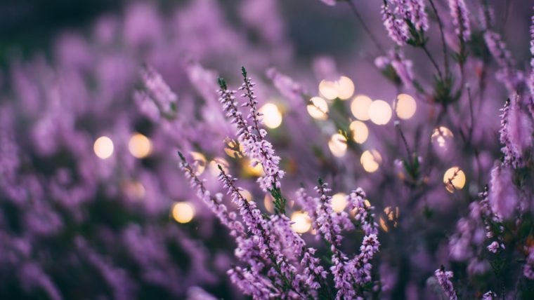Lavender and essential oils help you to relax. An air purifier removes odors and irritants.  Relaxation produces healthy sleep.