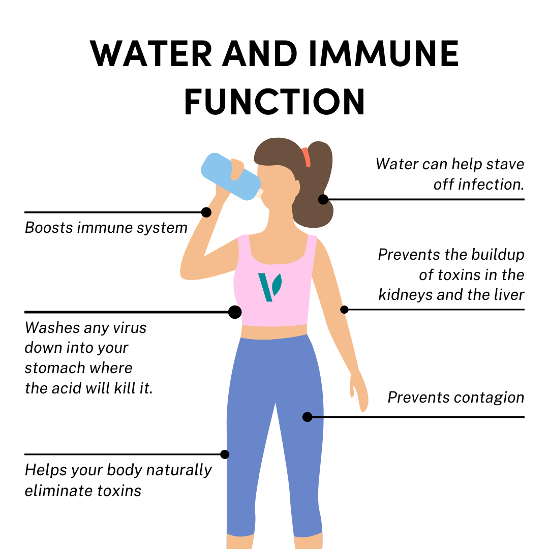 Why water is important immune system